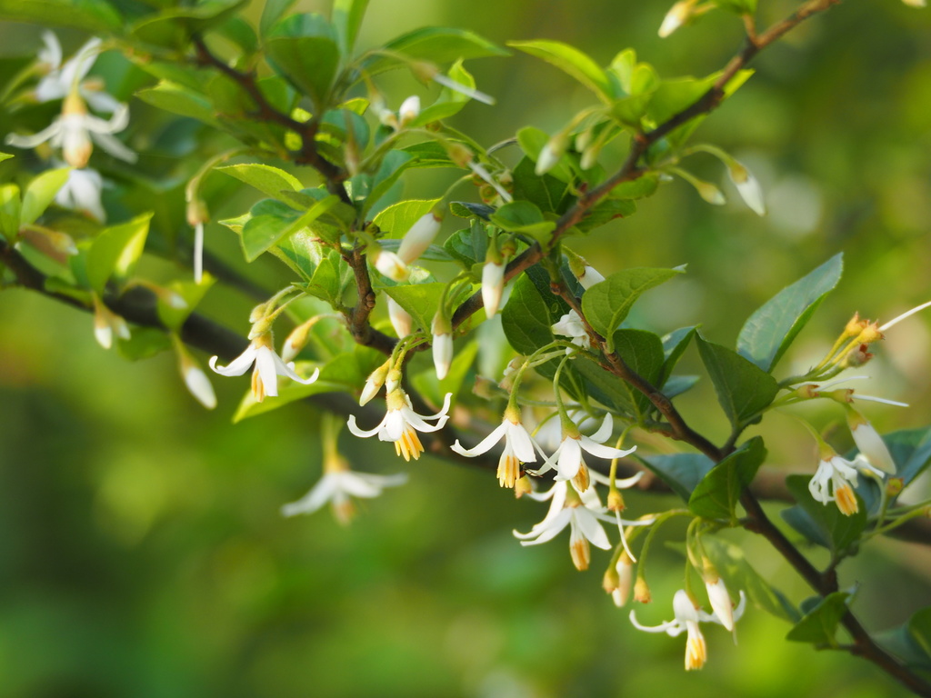 Taiwanese snowbell