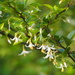 Styrax formosanus - Photo no rights reserved, uploaded by 葉子