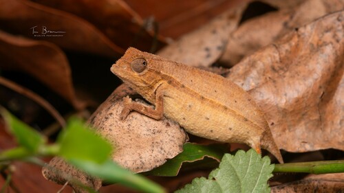 Zomba Beardless Pygmy Chameleon