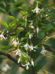 Styrax formosanus