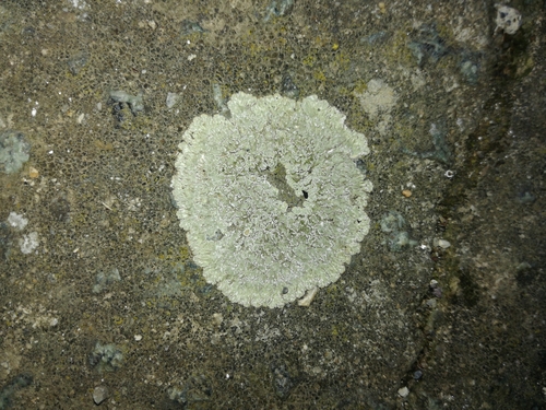 lekanora múrová (Protoparmeliopsis muralis)