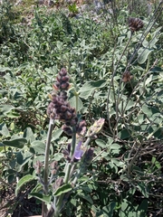 Salvia fruticosa