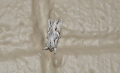 Egira crucialis