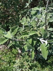 Salvia fruticosa