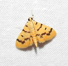 Dichocrocis clytusalis