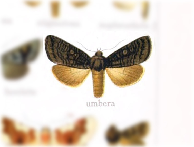 Hyssia umbera
