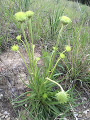 Marshallia caespitosa