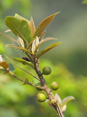 Ficus erecta