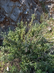 Salvia fruticosa