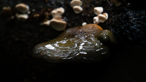 Late Oyster (Sarcomyxa serotina)