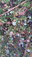 Ceanothus foliosus foliosus