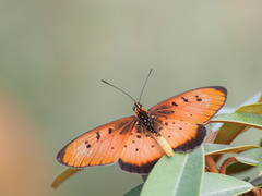 Acraea aglaonice