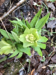 Helleborus odorus