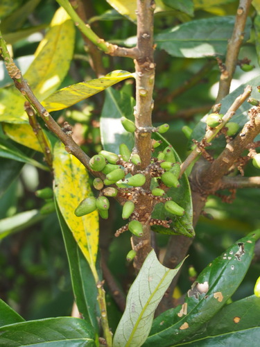 Symplocos glauca (Symplocos glauca)