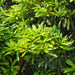 Symplocos glauca - Photo no rights reserved, uploaded by 葉子