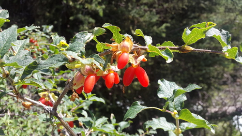 Lonicera hispida, photograph 3