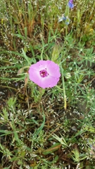 Clarkia arcuata