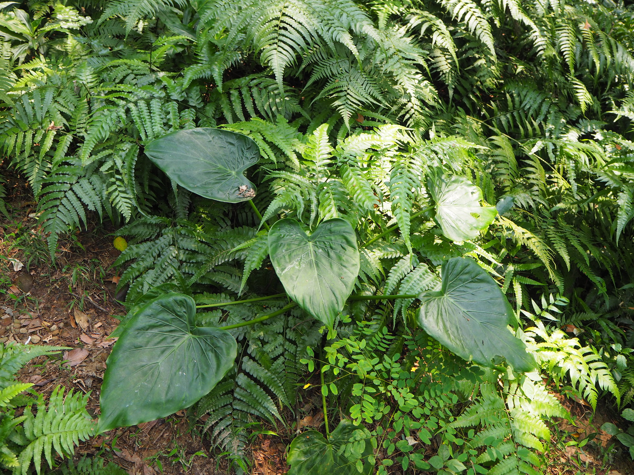 Alocasia cucullata