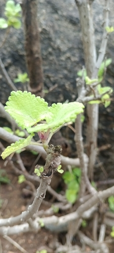 Tetradenia riparia