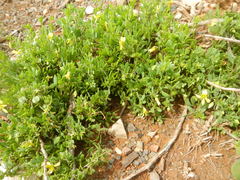 Zygophyllum