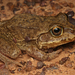 Giant Burrowing Frog - Photo (c) Connor Margetts, some rights reserved (CC BY), uploaded by Connor Margetts