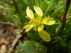 Zygophyllum