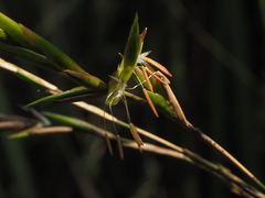 Phyllostachys makinoi
