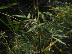 Phyllostachys makinoi