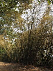 Phyllostachys makinoi
