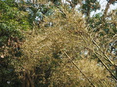 Phyllostachys makinoi