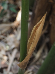 Phyllostachys makinoi