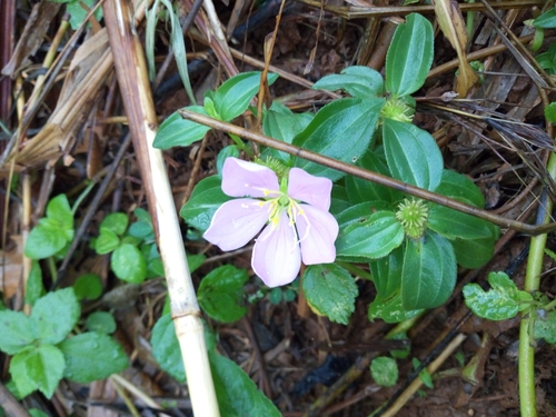 Heterotis prostrata