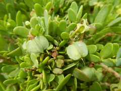 Zygophyllum