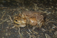 Bufo bufo