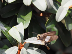 Coeliades forestan forestan