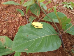 Hyperolius nitidulus