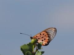 Acraea neobule