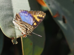 Cigaritis natalensis