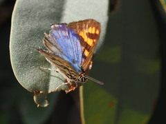 Cigaritis natalensis