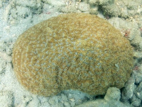 Sandalolitha robusta observed 2023-10-29
