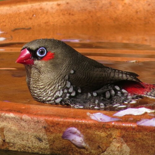 Red-eared Firetail (Stagonopleura oculata), photo 6