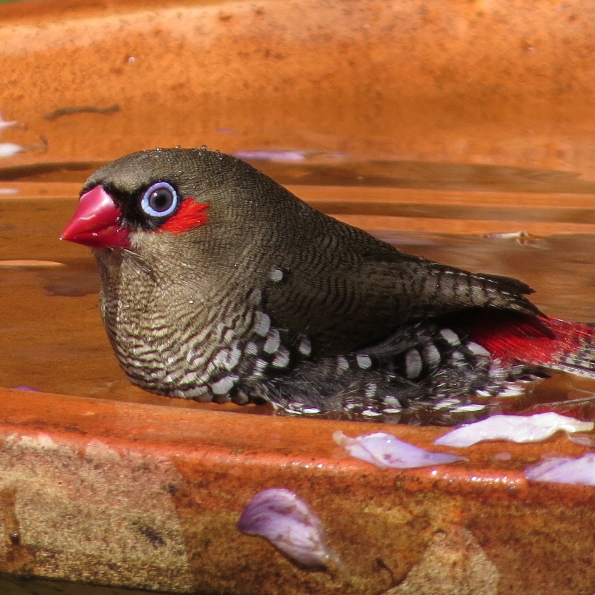 Red-eared Firetail illustration