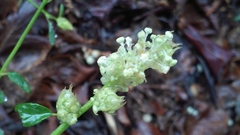 Ceanothus integerrimus