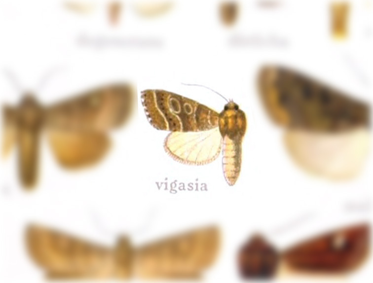 Hypotrix agavis