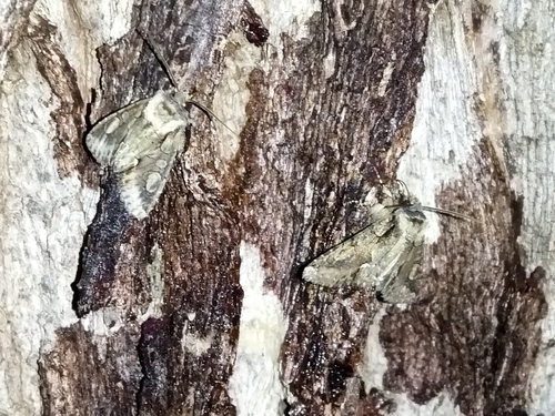 Photo of Green-brindled Crescent (Allophyes oxyacanthae)