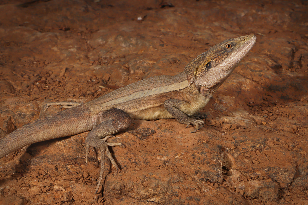 Horner's Dragon
