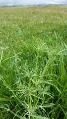 Eryngium castrense