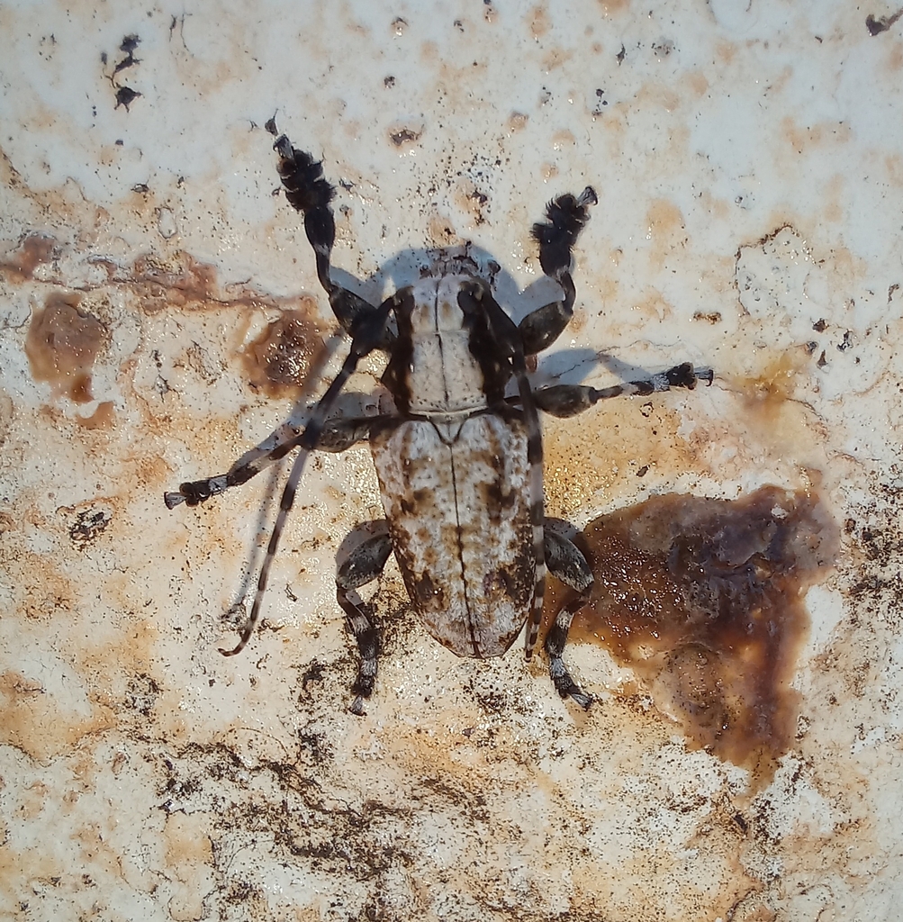 Aegomorphus longipennis