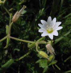 Cerastium nemorale