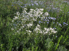 Clematis lathyrifolia